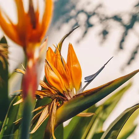 ゲストハウス Casa Monki Raposeira