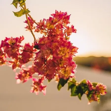 Casa Monki Guest house